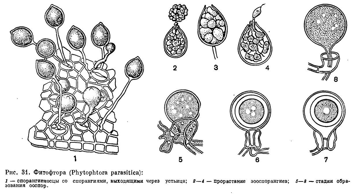 Род Фитофтора (Phytophthora)